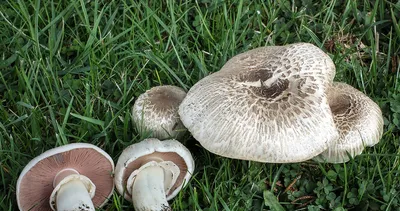 Полевые грибы фото