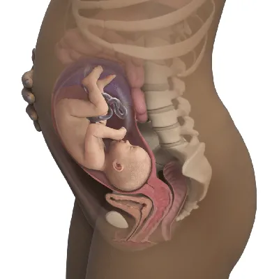 Положение ребенка в утробе матери фото