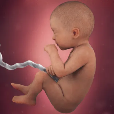 Стресс беременной угрожает здоровью будущего ребенка – DW – 07.11.2013