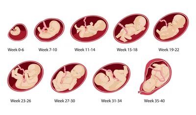 Беременность. Развитие плода