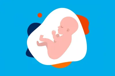Зародыш в чреве матери. Ребенок в животе беременной женщины Иллюстрация  штока - иллюстрации насчитывающей ð¼ðµð, ð²ð½ñƒñ‚ñ€ñœ: 188229273
