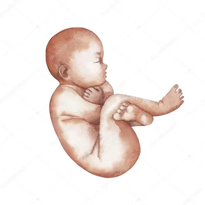 Клиника Медцель - Пол ребёнка, когда его можно установить достоверно по  результатам УЗИ ? Половые органы ребёнка формируются уже на 6-8 неделе  беременности. Вместе с тем по результатам УЗИ определить пол ребёнка