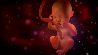 медицинская схема эмбриона в матке. векторная плоская иллюстрация для  здравоохранения. положение матки во время беременности. один Иллюстрация  вектора - иллюстрации насчитывающей диаграмма, здоровье: 223810384