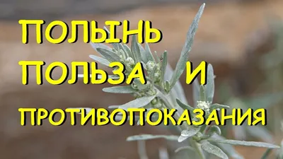 Полынь Стеллера: продажа, цена в Минске. Рассада и саженцы цветов от  \"ПИТОМНИК РАСТЕНИЙ\" - 132644765