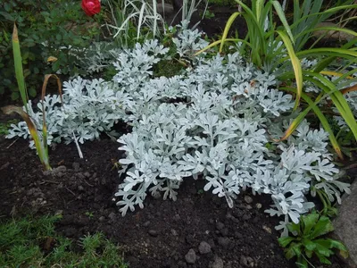 Полынь Людовика Сильвер Квин (Artemisia ludoviciana Silver Queen) –  Питомник растений СЕЗОНЫ