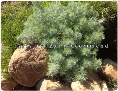 Полынь Шмидта, Artemisia schmidtiana \"Silver Mound\