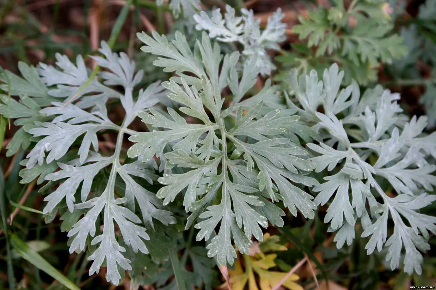 Artemisia steam mask фото 93