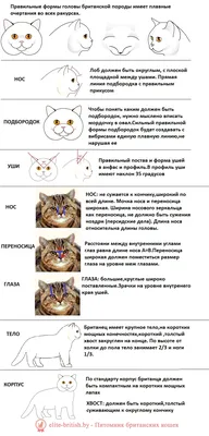 Все о британской породе кошек: фото и описание, характер, цена, окрасы,  отзывы