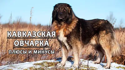 КАВКАЗСКАЯ ОВЧАРКА. Плюсы и минусы породы - YouTube