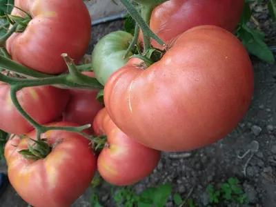 Томат Микадо розовый: описание сорта, ОТЗЫВЫ, фотоТомат Микадо розовый |  tomatland.ru