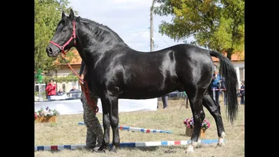 Выставка Дунайская лошадь 2021 и 70 лет признания породы в Болгарии - YouTube