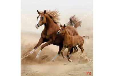 Фотообои коричневая лошадь с маленькой лошадкой