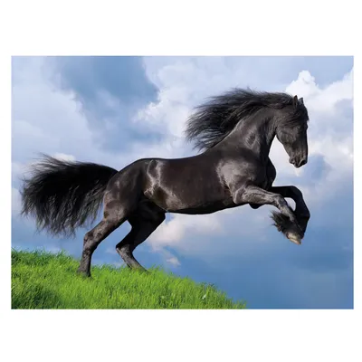 Пазл Clementoni - Фризская черная лошадь, 500 деталей - eMAG.bg