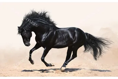 Фотообои красивая черная лошадь в 2-х цветах