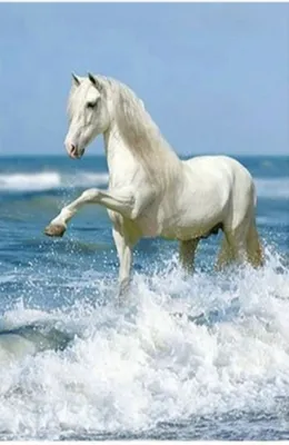 Белая лошадка 30/40 см — Goblenizavsichki.com