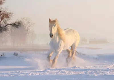 Лошадь по соннику. Что означает видеть во сне лошадь - Sanovnik.at
