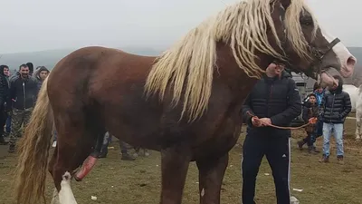 Самая большая лошадь в Болгарии 24.02 2018! - YouTube