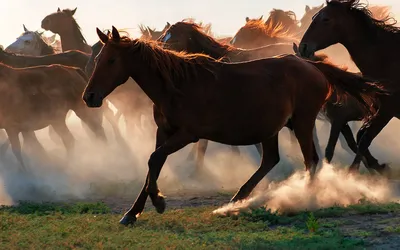 Дунайская лошадь – исчезающая болгарская порода