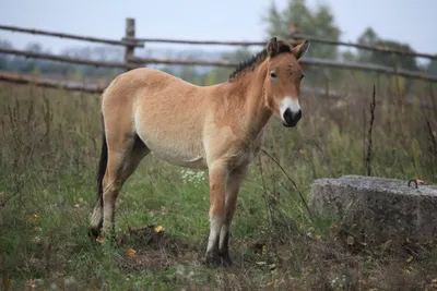 Лошадь Пржевальского — Википедия
