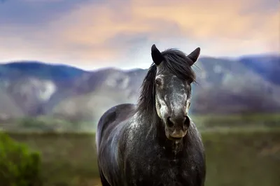 Сонник Черная лошадь, видеть во сне Черная лошадь - Sanovnik.at