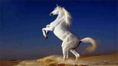 Белая лошадь - перевод Влатко Стефановски БГ - YouTube