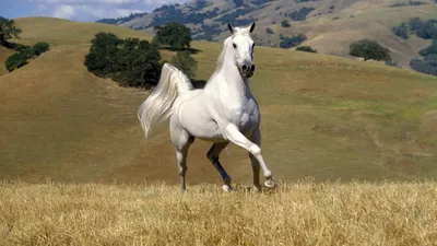 Притча о белом коне и судьбе | Валентин Начев