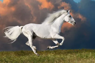 Скачущий белый конь - ePuzzle фото пазл