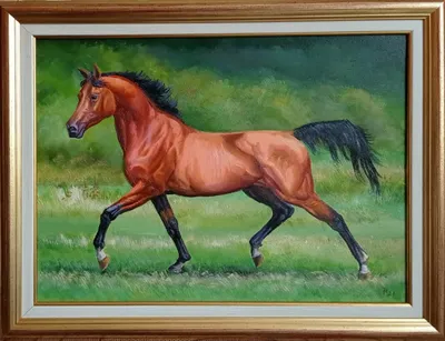 Арабская лошадь - масляные краски Румен Тошев | Галерея Маэстро София