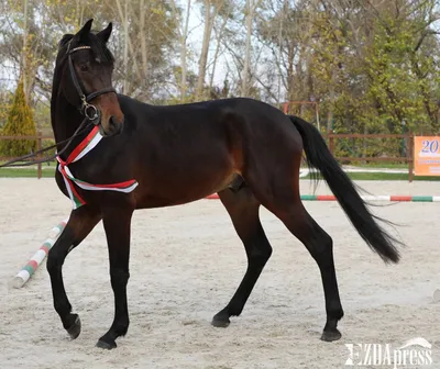 Лауреаты и все участники выставки «Болгарская спортивная лошадь» 2021 | ЭздаПресс