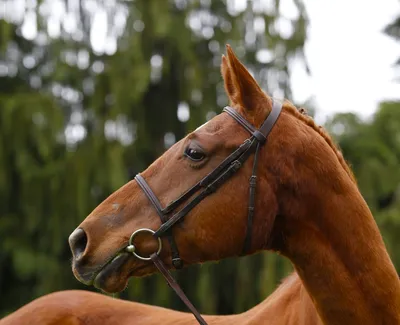 Ольденбургская лошадь - FermaBg