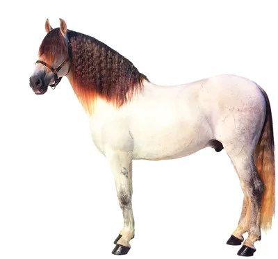 Андалузская лошадь – король Европы | ЭздаПресс