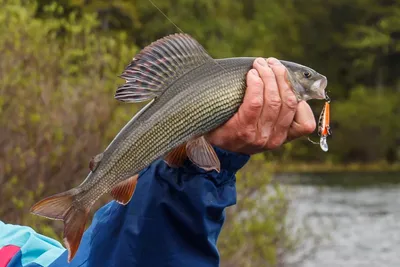 Ловля хариуса в сентябре - читайте на Сatcher.fish