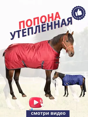 Попона для лошади Sweethorse 11139517 купить за 989 700 сум в  интернет-магазине Wildberries