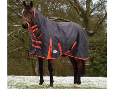 Нужна ли лошади попона зимой - Блог Decathlon