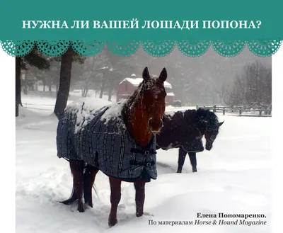 Horses » НУЖНА ЛИ ВАШЕЙ ЛОШАДИ ПОПОНА?