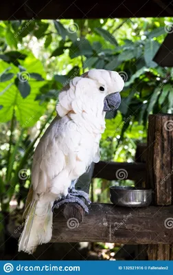 Попугай какаду в тропиках стоковое фото. изображение насчитывающей портрет  - 132521916