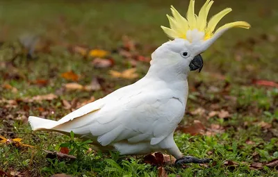 Белый попугай (56 лучших фото)