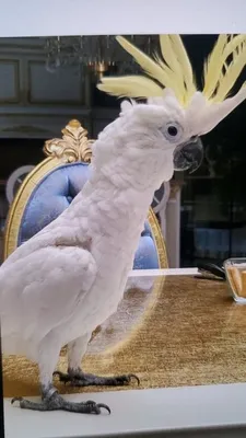 Продам Попугай Какаду: 1 500 $ - Птицы Таирово на Olx