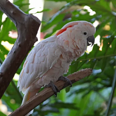 Детская футболка «Розовый попугай какаду» цвет белый - дизайнер принта  FreeBird