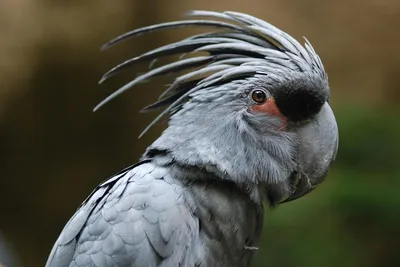 Попугай какаду разноцветный - 61 фото: смотреть онлайн