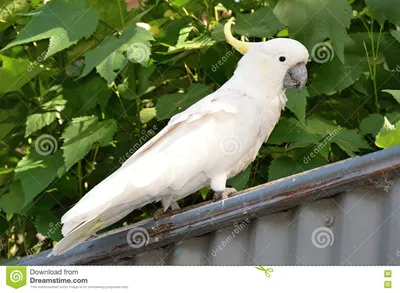 Одичалый белый Сер-crested попугай какаду Редакционное Стоковое Фото -  изображение насчитывающей желтый, лоб: 70943193