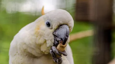Большой белый попугай какаду - обои для рабочего стола, картинки, фото