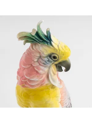 Попугай какаду :: Константин Анисимов – Социальная сеть ФотоКто