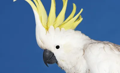 Попугай Какаду: фото, внешний вид, виды, ареал, цена, уход, содержание и  отзывы о попугаях Какаду