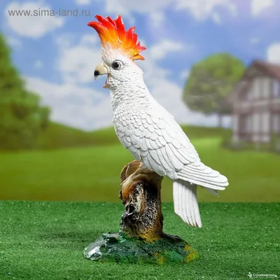 картинки : птица, белый, попугай, Серная хохлатая какаду 2048x1152 - -  36364 - красивые картинки - PxHere