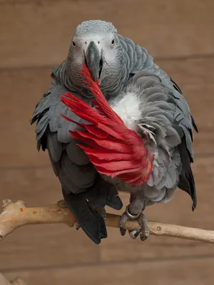 Фото попугая какаду - фотосток Fotoart
