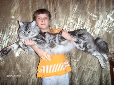 Порода Мейн Кун. Фото больших кошек | Все о породе Мейн Кун