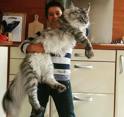 Самые большие породы кошек в мире | 9ox.ru