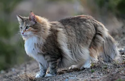 5 самых крупных пород домашних кошек | Пикабу