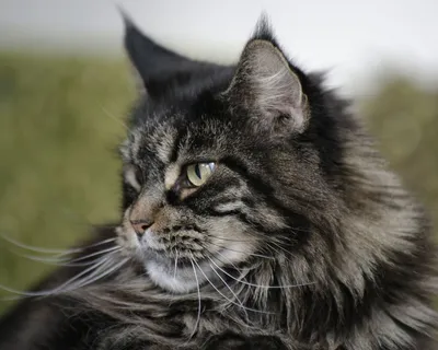 Порода кошек Мейн-кун | Кошки - кто они?